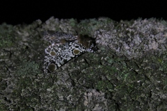 Harrisimemna trisignata