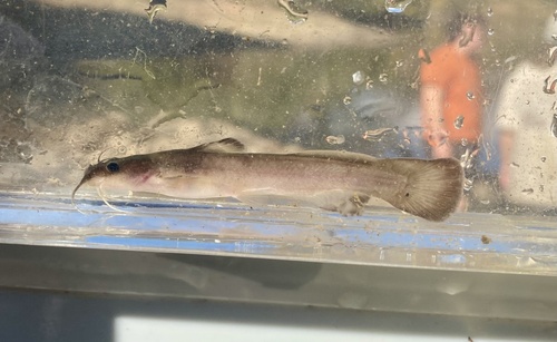 Slender madtom (Noturus exilis) — Ictaluridae — 5