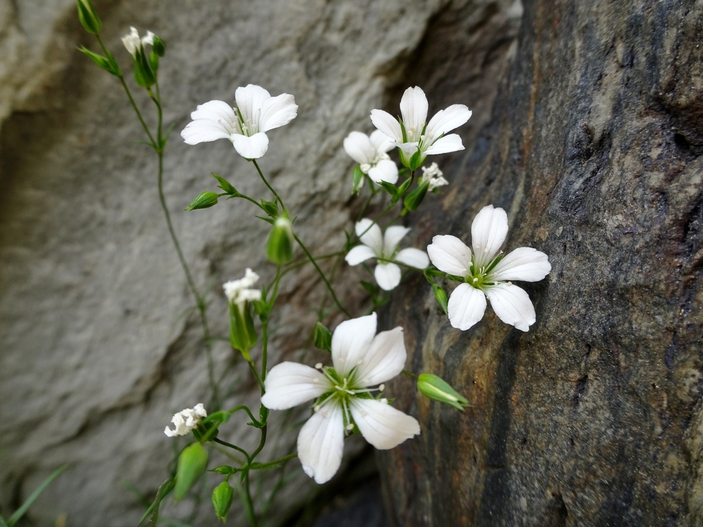 Sabulina foliosa
