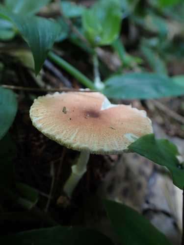 Leucoagaricus rubrotinctus