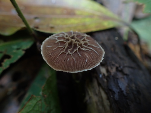 Pluteus thomsonii