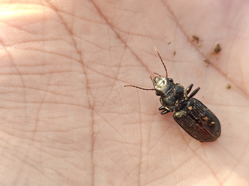 Amara gigantea