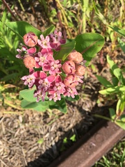 Asclepias sullivantii