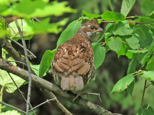 Hazel Grouse