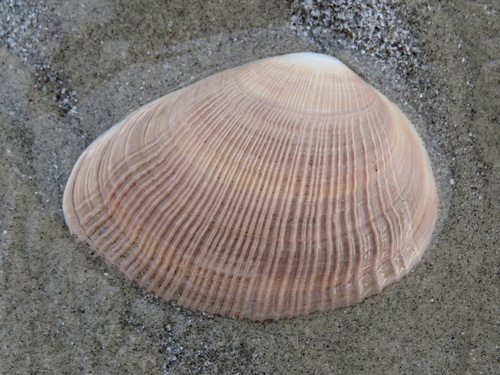 Rugose Mactra