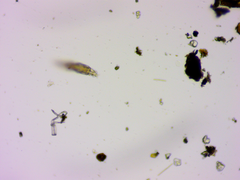 Macrotrachela plicata
