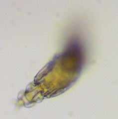 Macrotrachela plicata