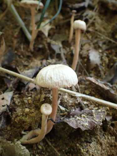 Laccaria vinaceoavellanea