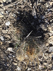 Echinofossulocactus lloydii