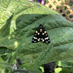 Callimorpha dominula