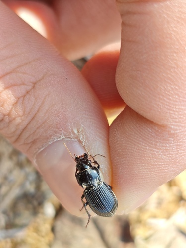 Amara macronota