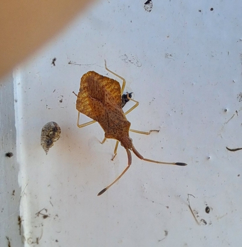 Rhombic Leatherbug, Maasvlakte, Maasvlakte Rotterdam, Nederland, photo 10 of 10