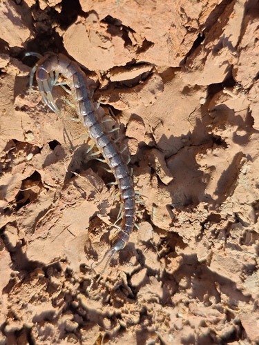 Otostigmus politus