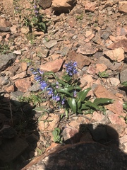 Penstemon