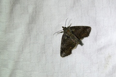 Paectes pygmaea