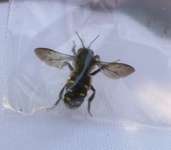 Anthidium septemspinosum