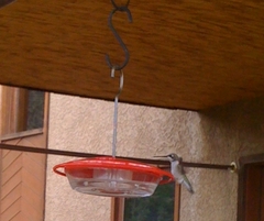 Archilochus alexandri