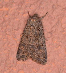 Anarta trifolii