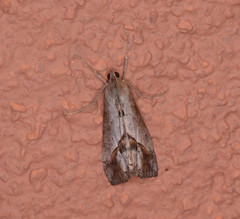 Evergestis triangulalis