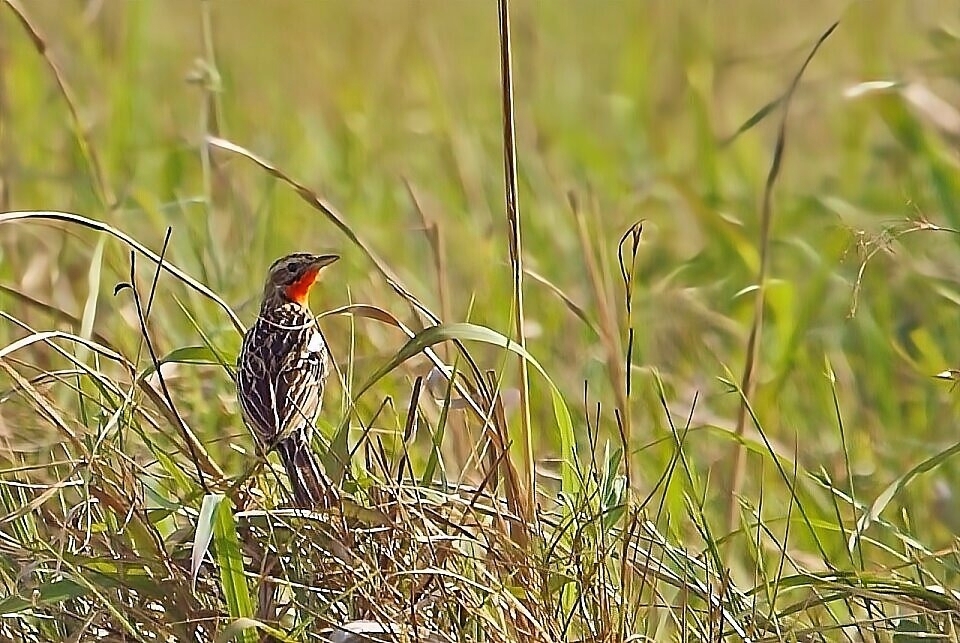 Rosy-throated Longclaw (Macronyx ameliae), photo 5
