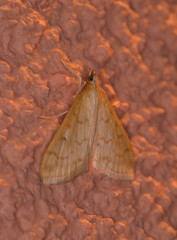 Hahncappsia pergilvalis