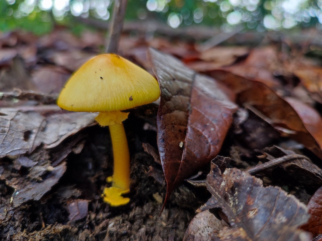 Amanita flavoconia inquinata · November 2022 · photo: © reserva_mano_wai (iNaturalist, cc-by)