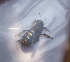 Anthidium septemspinosum