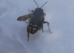 Anthidium septemspinosum