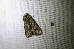 Phosphila turbulenta