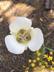 Calochortus ambiguus