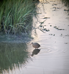 Rallus obsoletus levipes