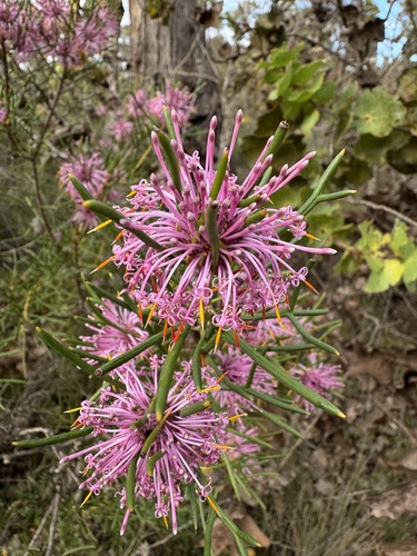 Image of Isopogon formosus by (c) Tyler Anthony, some rights reserved (CC BY)