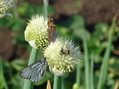 Bombus sichelii