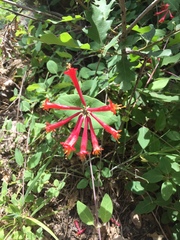 Lonicera arizonica