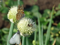 Bombus sichelii