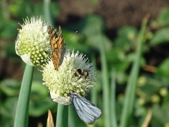 Bombus sichelii