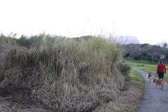 Echinochloa pyramidalis