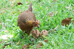 Red Junglefowl photo 6
