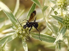 Cryptocheilus egregius