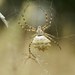 Lobed Argiope - Photo (c) Roman, some rights reserved (CC BY), uploaded by Roman