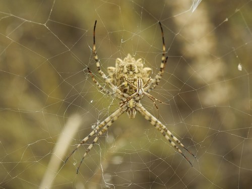 Lobed Argiope