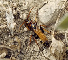 Cryptocheilus octomaculatus