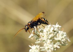 Cryptocheilus octomaculatus