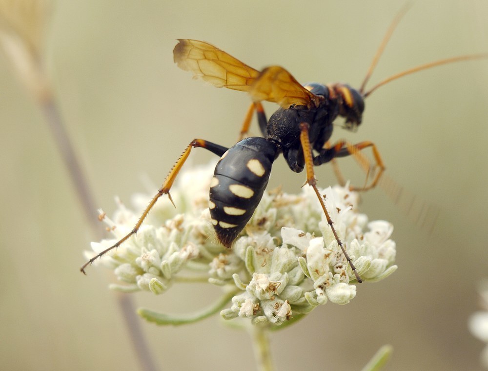 Cryptocheilus octomaculatus