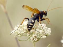 Cryptocheilus octomaculatus