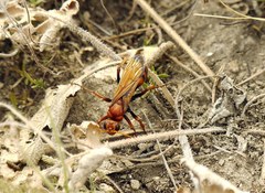 Cryptocheilus rubellus