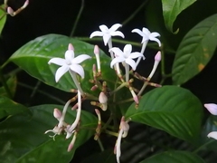 Palicourea domingensis