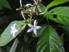 Palicourea domingensis