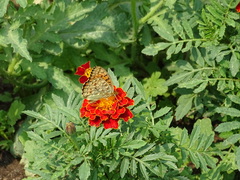 Argynnis
