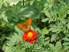 Argynnis